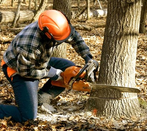 Tree Removal in Westphalia, MI